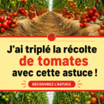 Une récolte de tomates bien fournies dans un jardin ensoleillé.