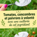 Potager coloré avec tomates, concombres et poivrons bien mûrs