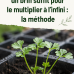 Un pot de persil frais cultivé à la maison sur un balcon ensoleillé.