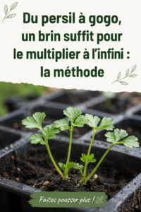 Un pot de persil frais cultivé à la maison sur un balcon ensoleillé.