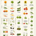 Un potager bien agencé avec des rangées de légumes variés.