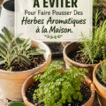 Un jardin d'herbes aromatiques en pot avec différentes variétés.