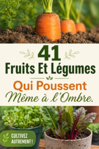 Une vue d'un jardin avec des fruits et légumes cultivés à l'ombre.