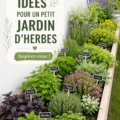 Jardin d'herbes aromatiques dans un coin de cuisine, avec basilic et persil.
