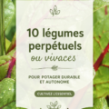 Potager fleuri avec des légumes vivaces, idéal pour une culture durable.